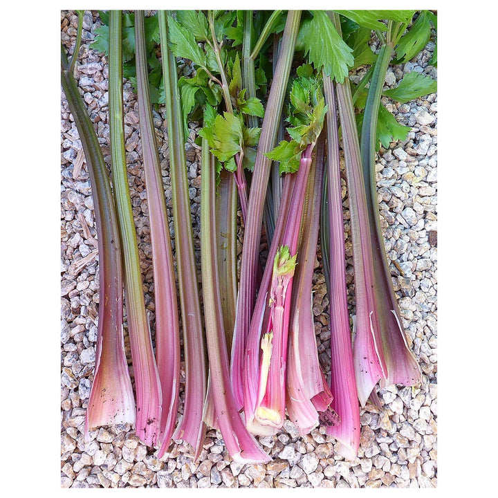 Pink Plume Celery Seeds for Planting - Heirloom, Non-GMO, Organic Garden Seeds, High Germination | Neera Seeds product photo [neera-v4-725781282eb3c64ec966]