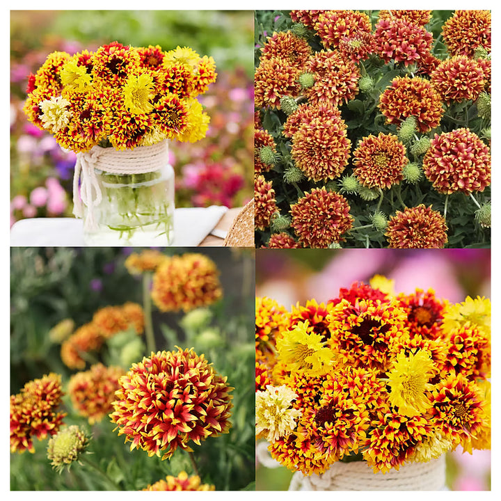 Milkweed Mix Deluxe Perennials Monarch Butterfly Host Plant Non Gmo Heirloom Flower Seeds Home | Neera Seeds product photo [neera-v4-725c0bd59b84aadf45a0]