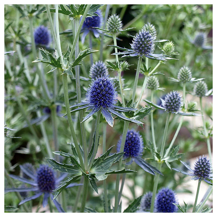 Heirloom Non-GMO Blue Eryngium Planum Flower Seeds – Unique Spiky Blooms for Garden Planting | Neera Seeds product photo [neera-v4-72620b85a08e1f1e85f2]