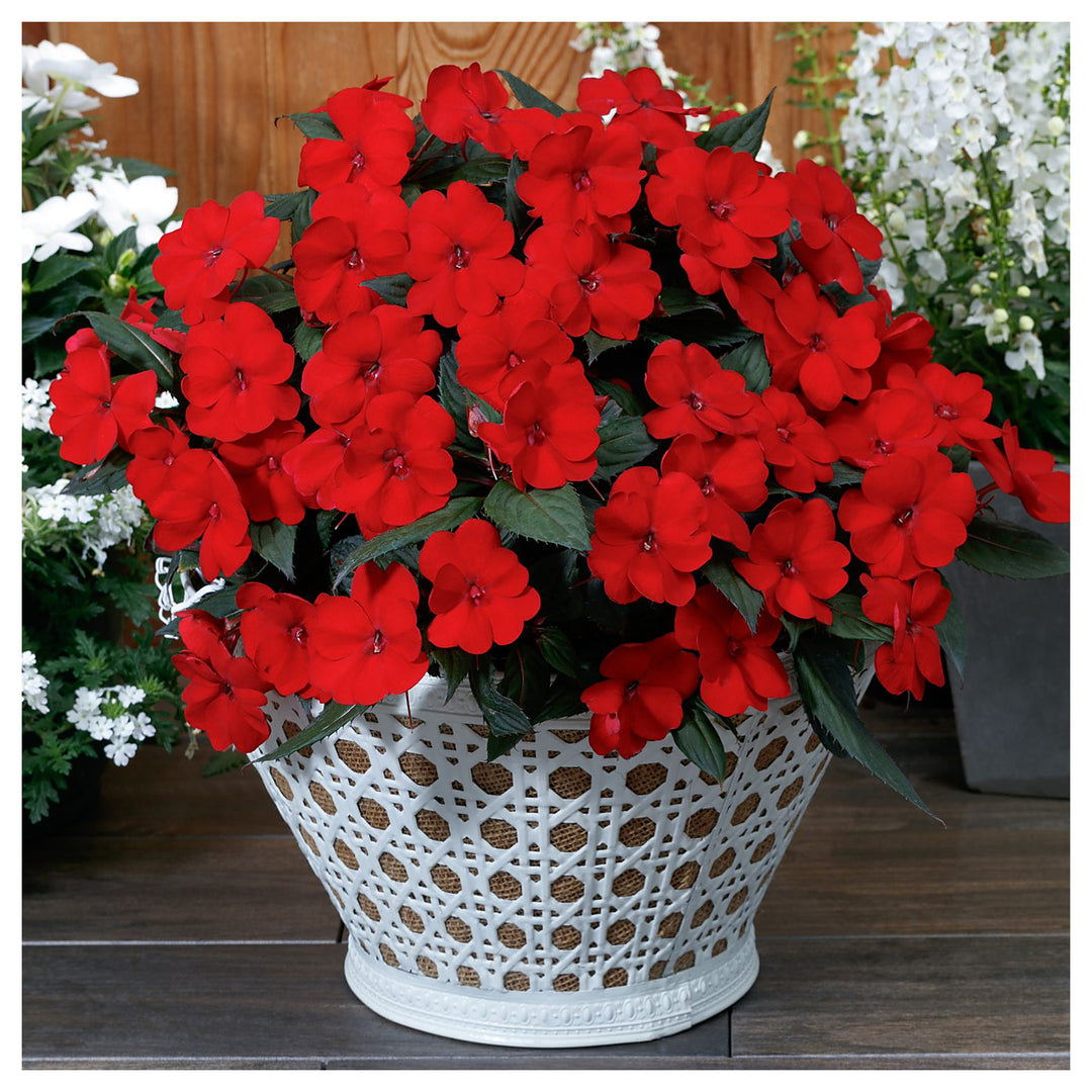 Impatiens Flower Seeds – Heirloom Non-GMO Shade-Loving Blooms for Garden and Container Planting | Neera Seeds product photo [neera-v4-726436d36274b775f01c]