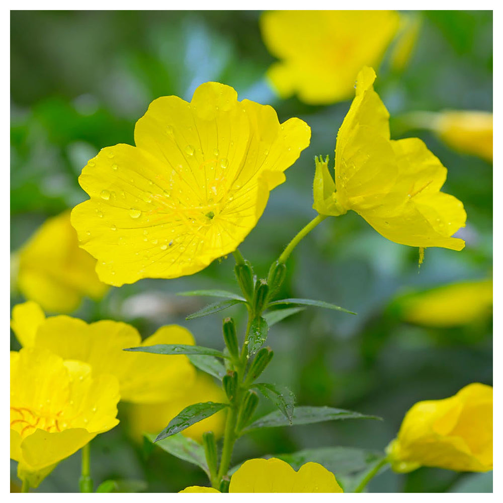 Heirloom Non-GMO Oenothera Biennis Flower Seeds for Planting – Medicinal Evening Primrose Garden Blooms | Neera Seeds product photo [neera-v4-72679001129622d838c6]