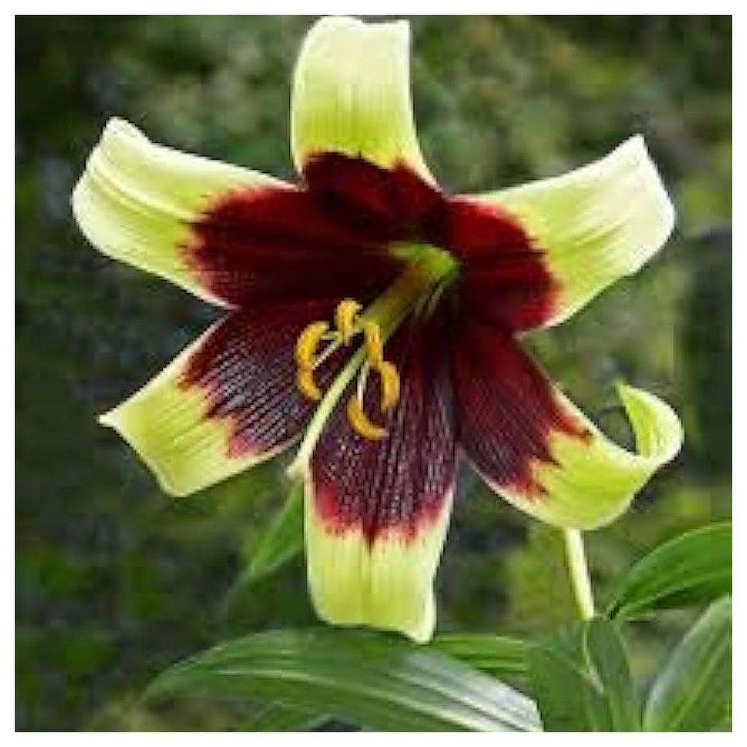 Nepal Lily Lilium Nepalense For Planting In Wildflower Garden Flower Seeds for Home Garden | Neera Seeds product photo [neera-v4-726c32626b43fc5c0b3f]