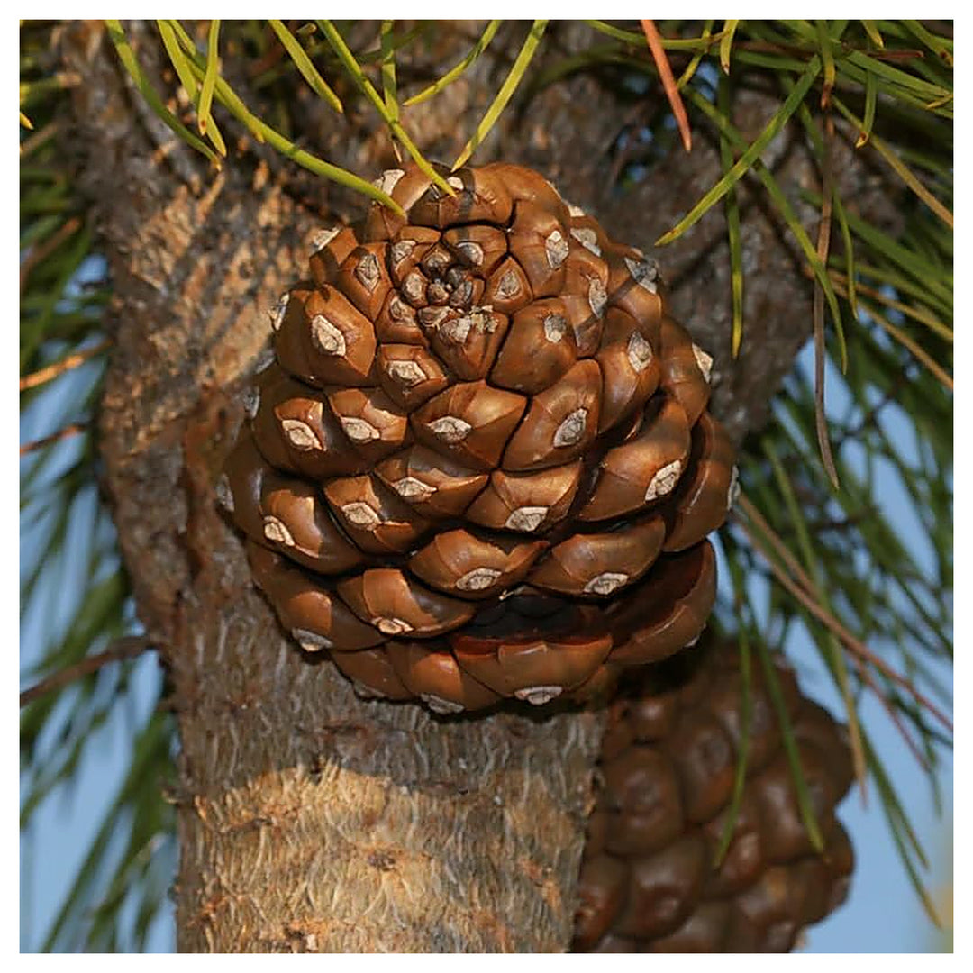 Italian Pine Nut Tree Seeds for Planting – Heirloom, Non-GMO, High Germination Organic Seeds for Nut-Bearing Trees | Neera Seeds product photo [neera-v4-727a976361074a272f0e]
