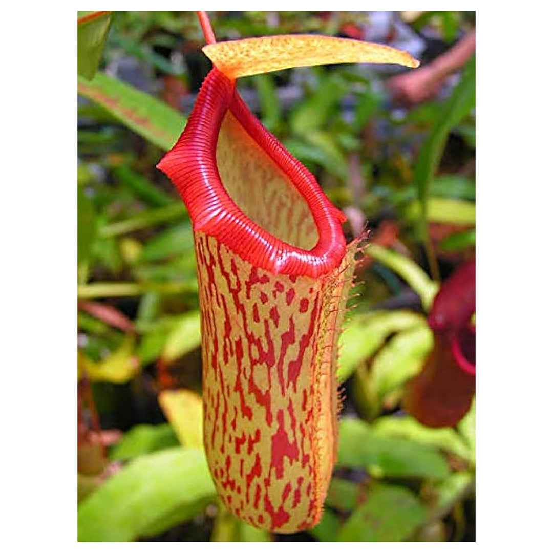 Nepenthes Pitcher Plant Planting In Balcony Garden And Mosquito Repellent Flowering Plants | Neera Seeds product photo [neera-v4-72842cc22ceab992b2a2]