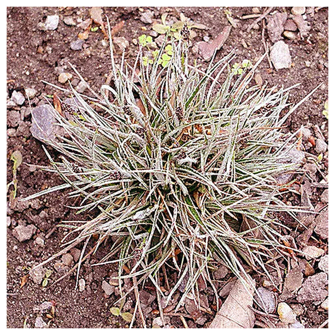 Luzula Ulophylla Seeds for Planting – Shade-Tolerant, Low-Maintenance Ornamental Grass Seeds for Landscaping | Neera Seeds product photo [neera-v4-72954c86d883ab8cc981]