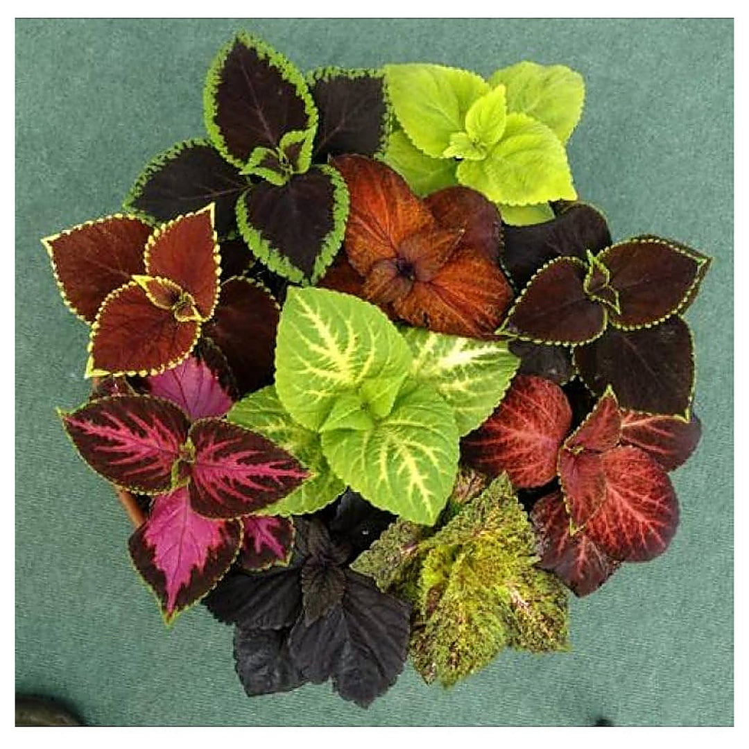 Coleus For Planting Plectranthus Scutellarioides For Containers And Shaded Gardens Flower Seeds for | Neera Seeds product photo [neera-v4-729a7beda0645b005fd9]
