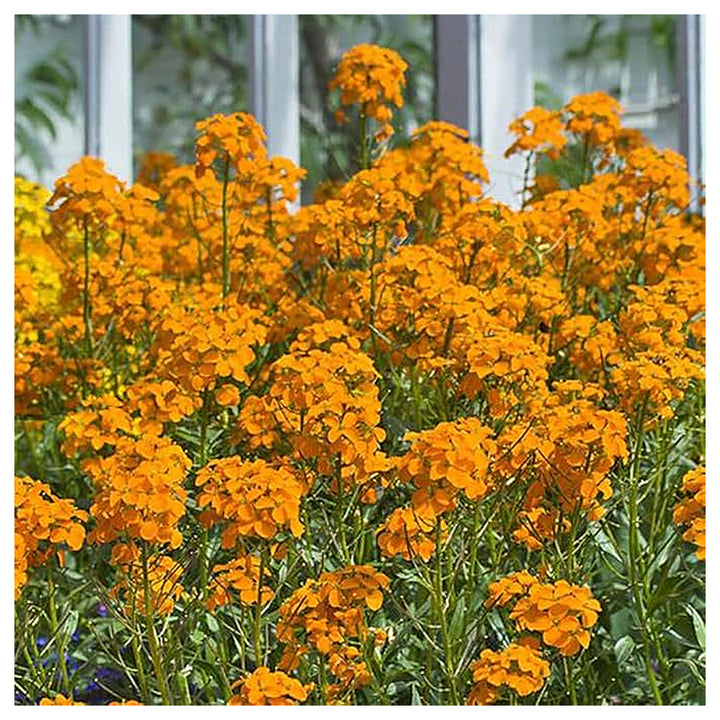 Heirloom Non-GMO Siberian Flower Seeds for Planting – Cold-Hardy Ornamental Garden Blooms | Neera Seeds product photo [neera-v4-72a351eadaef059491d8]