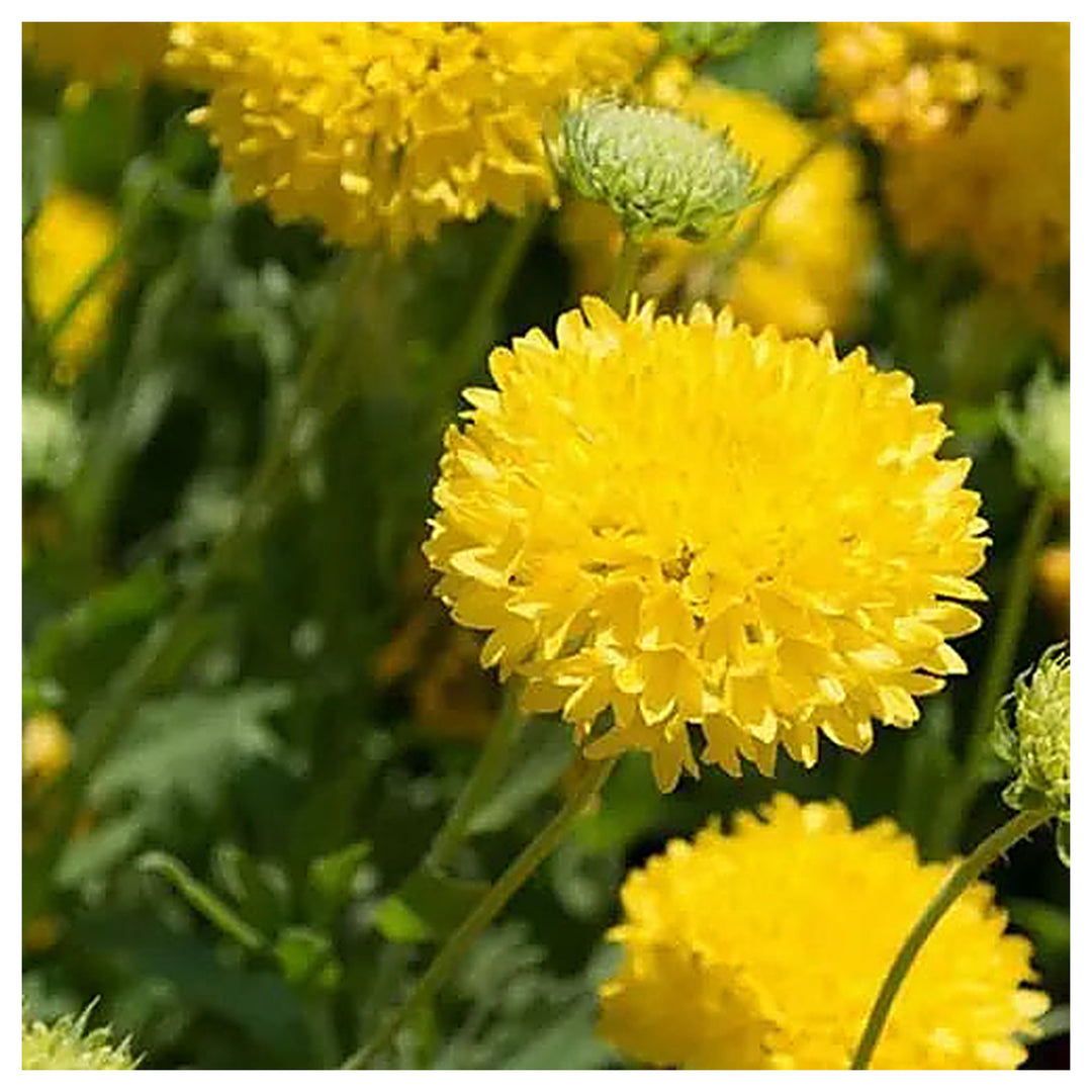 Heirloom Non-GMO Gaillardia Sundance Flower Seeds – Bold Garden Blooms | Neera Seeds product photo [neera-v4-72ac37788993e3ff38f4]