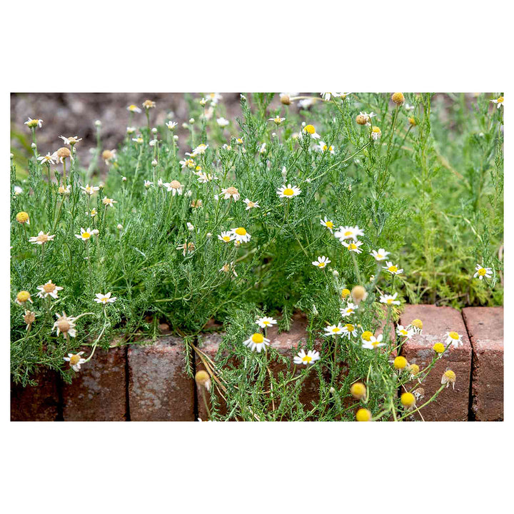 Wild Chamomile Seeds for Planting – Heirloom, Non-GMO Medicinal Herb for Tea &amp; Relaxation Gardens | Neera Seeds product photo [neera-v4-72ad7695bd7d03c949e9]