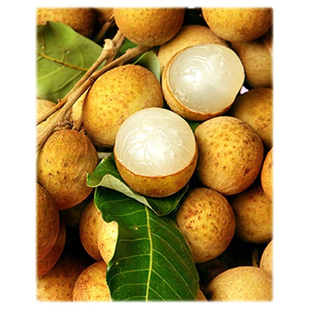 Yellow Lychee Fruit Seeds for Planting – Heirloom Non-GMO Tropical Fruit Seeds | Neera Seeds product photo [neera-v4-72c0c1b56b690a205478]