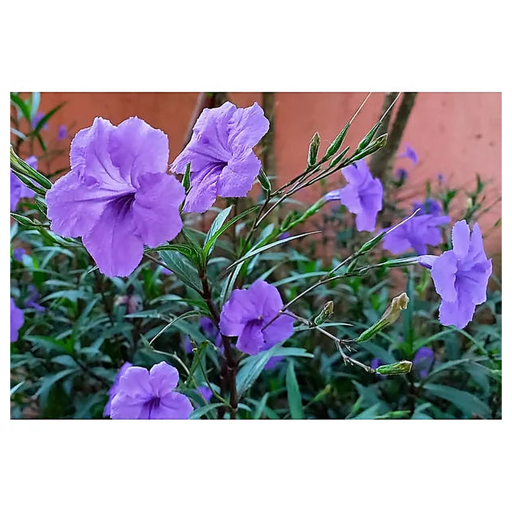 Heirloom Ruellia humilis Seeds – Non-GMO Flower Seeds for Planting | High Germination Organic Garden Blooms | Neera Seeds product photo [neera-v4-72cc9a4d07afee13004f]