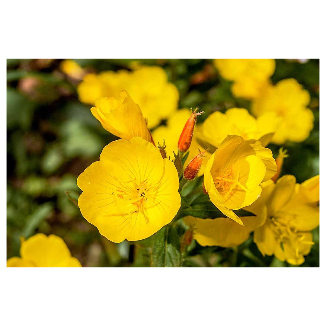 Heirloom Non-GMO Cape Primrose Flower Seeds for Planting – Colorful Indoor and Shade Garden Blooms | Neera Seeds product photo [neera-v4-72e83914e3a7592b27fc]