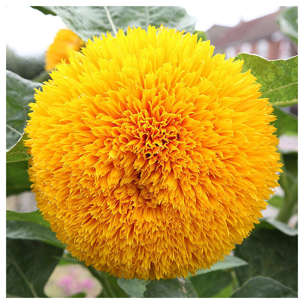 Helianthus Salicifolius Flower Seeds for Planting – Unique Ornamental Foliage and Bright Blooms | Neera Seeds product photo [neera-v4-72e8b4400f750cfd6a85]