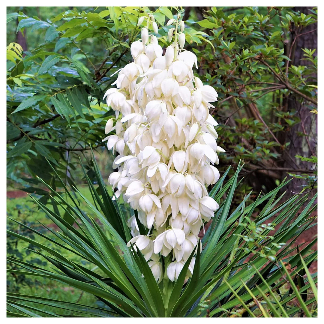 Heirloom Non-GMO White Yucca Filamentosa Plant Seeds for Drought-Tolerant Landscape Garden Planting | Neera Seeds product photo [neera-v4-72ebedd9347788f05392]