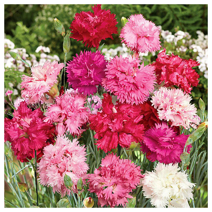 Mixed Dianthus Sonata Flower Seeds for Planting - Heirloom Non-GMO High Germination Organic Garden Seeds | Neera Seeds product photo [neera-v4-72eeababdc24aa33106e]