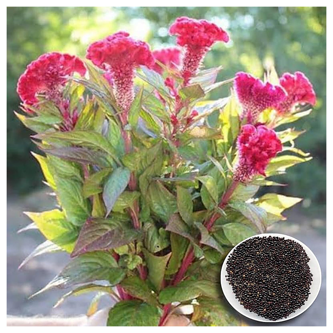 Cockscomb For Planting Celosia Argentea For Flower Beds And Ornamental Gardens Flower Seeds for | Neera Seeds product photo [neera-v4-72fc77772e339f744862]