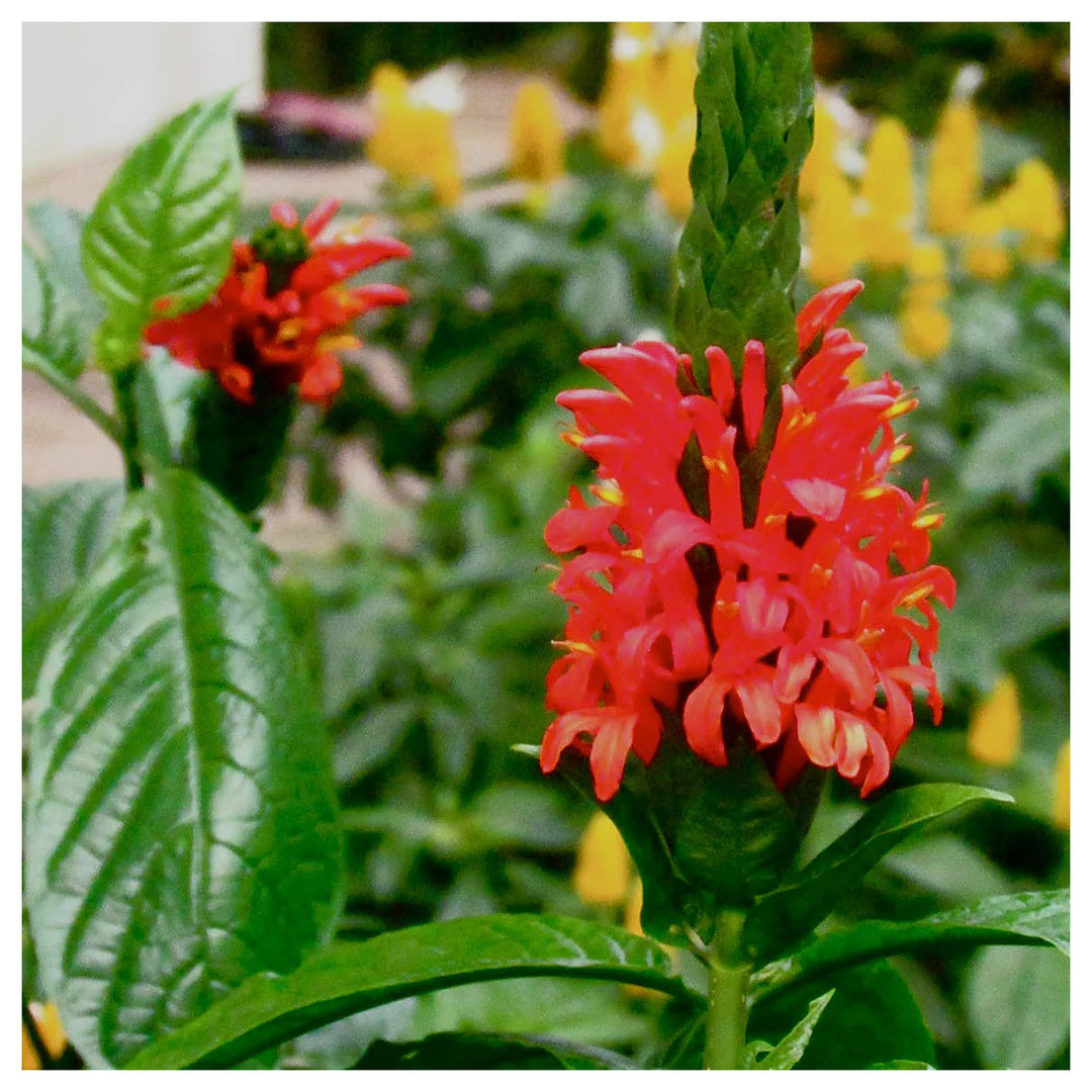 Red Pachystachys Flower Seeds for Planting – Heirloom, Non-GMO, High Germination Organic Garden Seeds | Neera Seeds product photo [neera-v4-730ec10cd5addbb8f009]