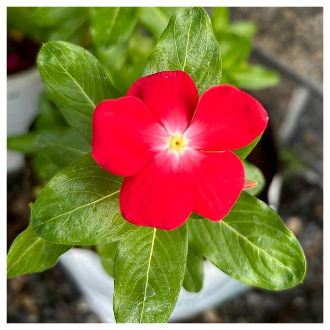 Red Vinca Periwinkle Flower Seeds – Heirloom Non-GMO Seeds for Planting High Germination Organic Garden Blooms | Neera Seeds product photo [neera-v4-73193b324da2a786ede8]