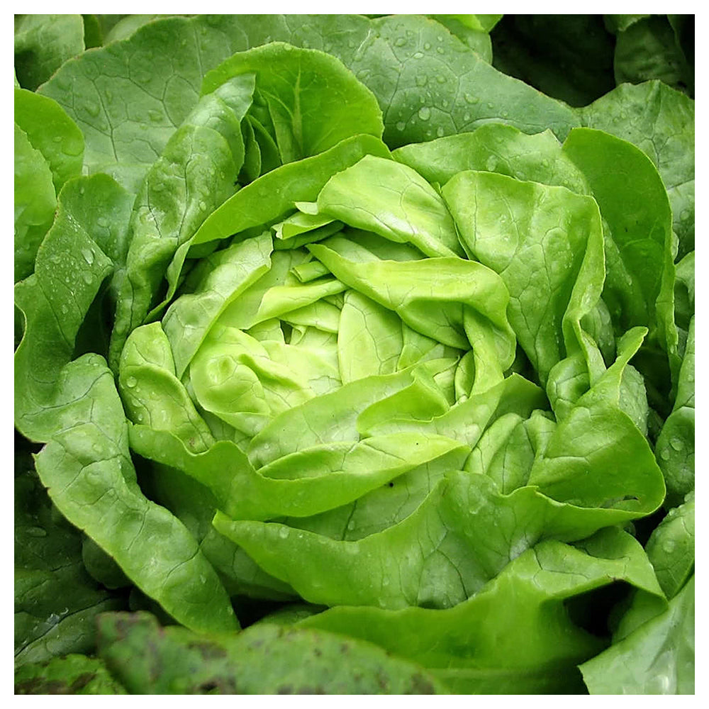 Buttercrunch Lettuce Seeds for Planting – Heirloom, Non-GMO, High Germination Organic Vegetable Seeds | Neera Seeds product photo [neera-v4-731b4341d3b21ea68962]
