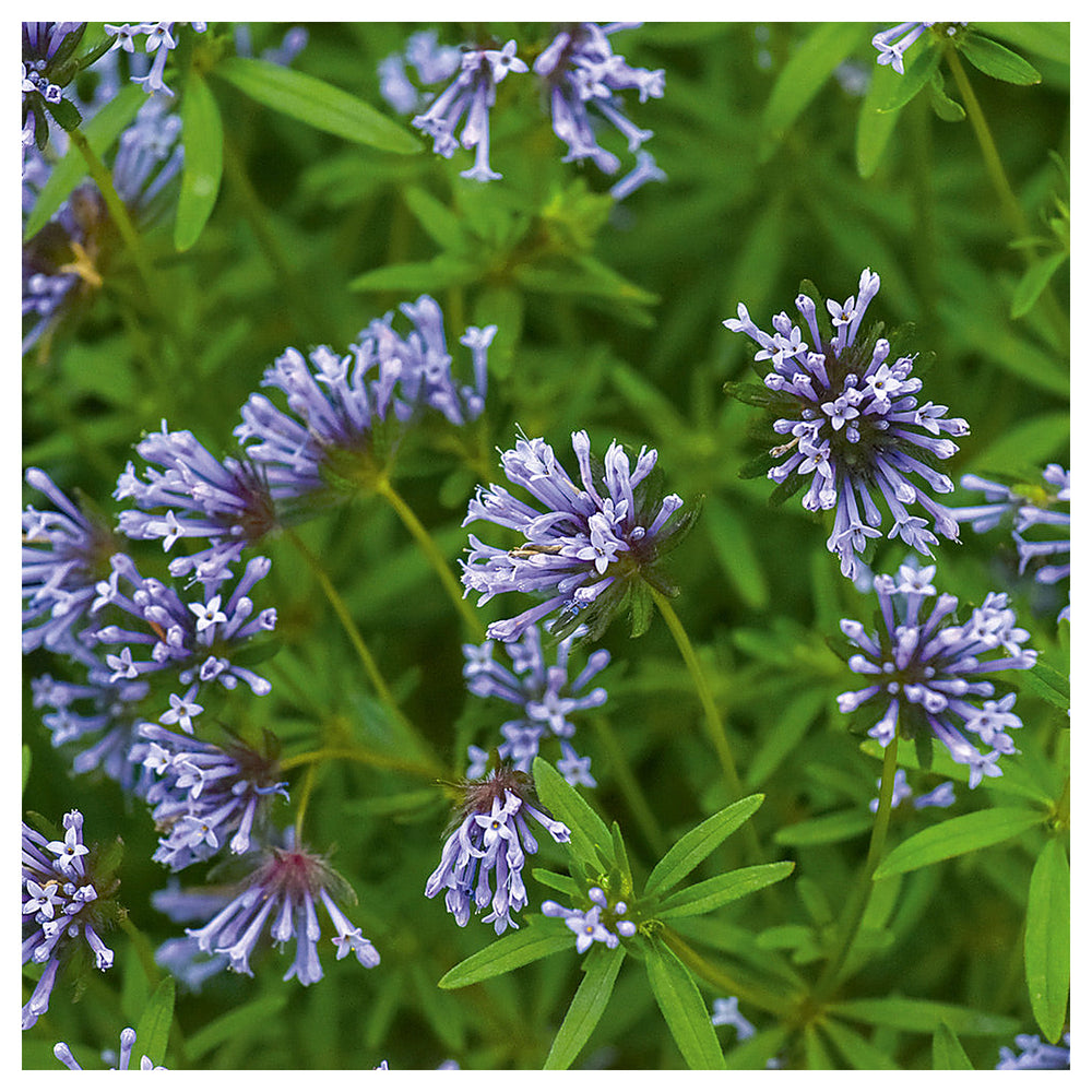 Organic Heirloom Non-GMO Blue Woodruff Seeds for Planting | Fragrant High Germination Organic Garden Seeds | Neera Seeds product photo [neera-v4-7329d6534880afeb2c0f]