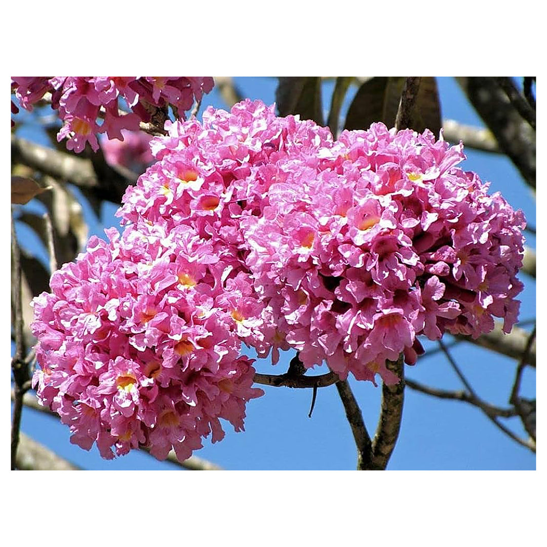 Pink Armeniaca Mume Plum Growing Rare Chimonanthus Praecox Flowers In Your Garden Flower Seeds | Neera Seeds product photo [neera-v4-7335982fecaedc7028eb]