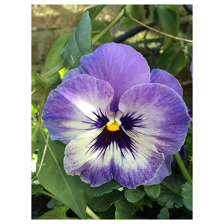 Fresh Blue Mix Pansy Heirloom Non-GMO Seeds for Planting – High Germination Organic Garden Seeds | Neera Seeds product photo [neera-v4-7341f09ccf0e3734588a]
