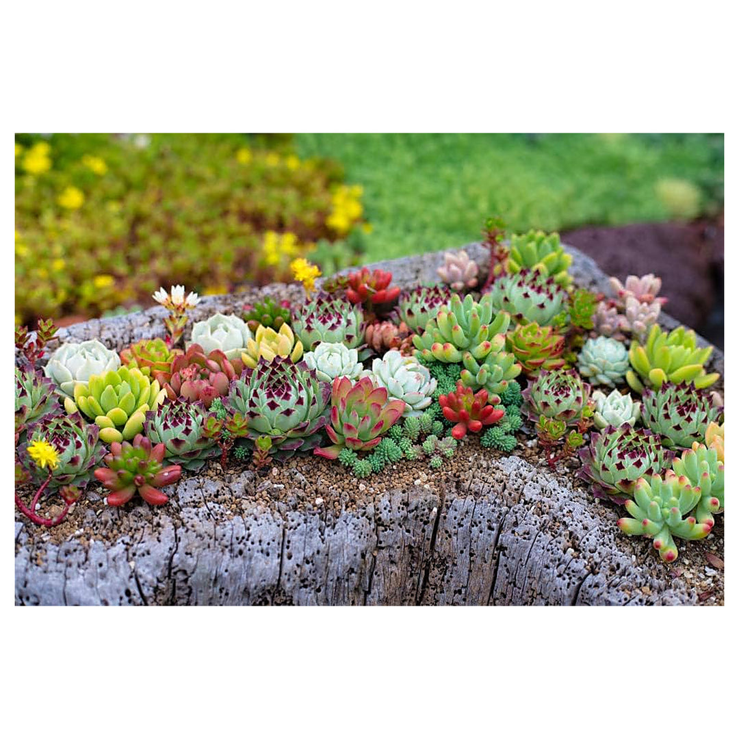 Mixed Sempervivum Flower Seeds for Planting - NON GMO seeds | Neera Seeds product photo [neera-v4-73477348cc1b3bae37d0]