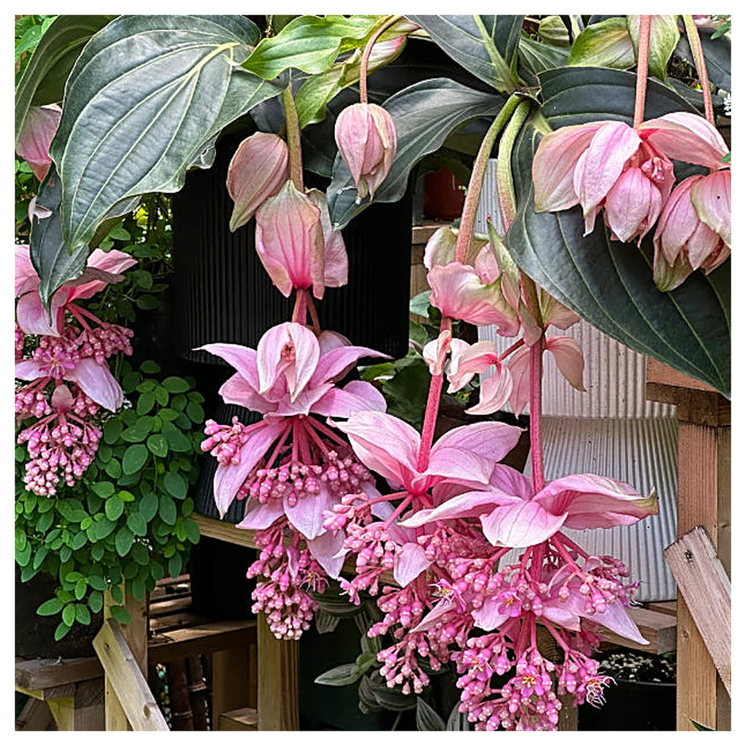 Heirloom Medinilla Flower Seeds, Non-GMO Tropical Pink Blooms for Exotic Garden Planting | Neera Seeds product photo [neera-v4-734810b2a0ffdce6d5da]