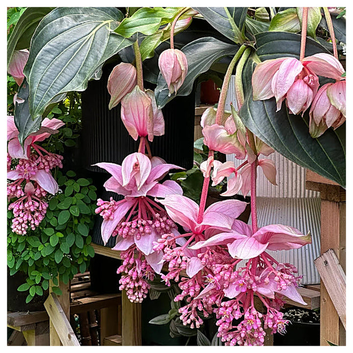 Heirloom Medinilla Flower Seeds, Non-GMO Tropical Pink Blooms for Exotic Garden Planting | Neera Seeds product photo [neera-v4-734810b2a0ffdce6d5da]