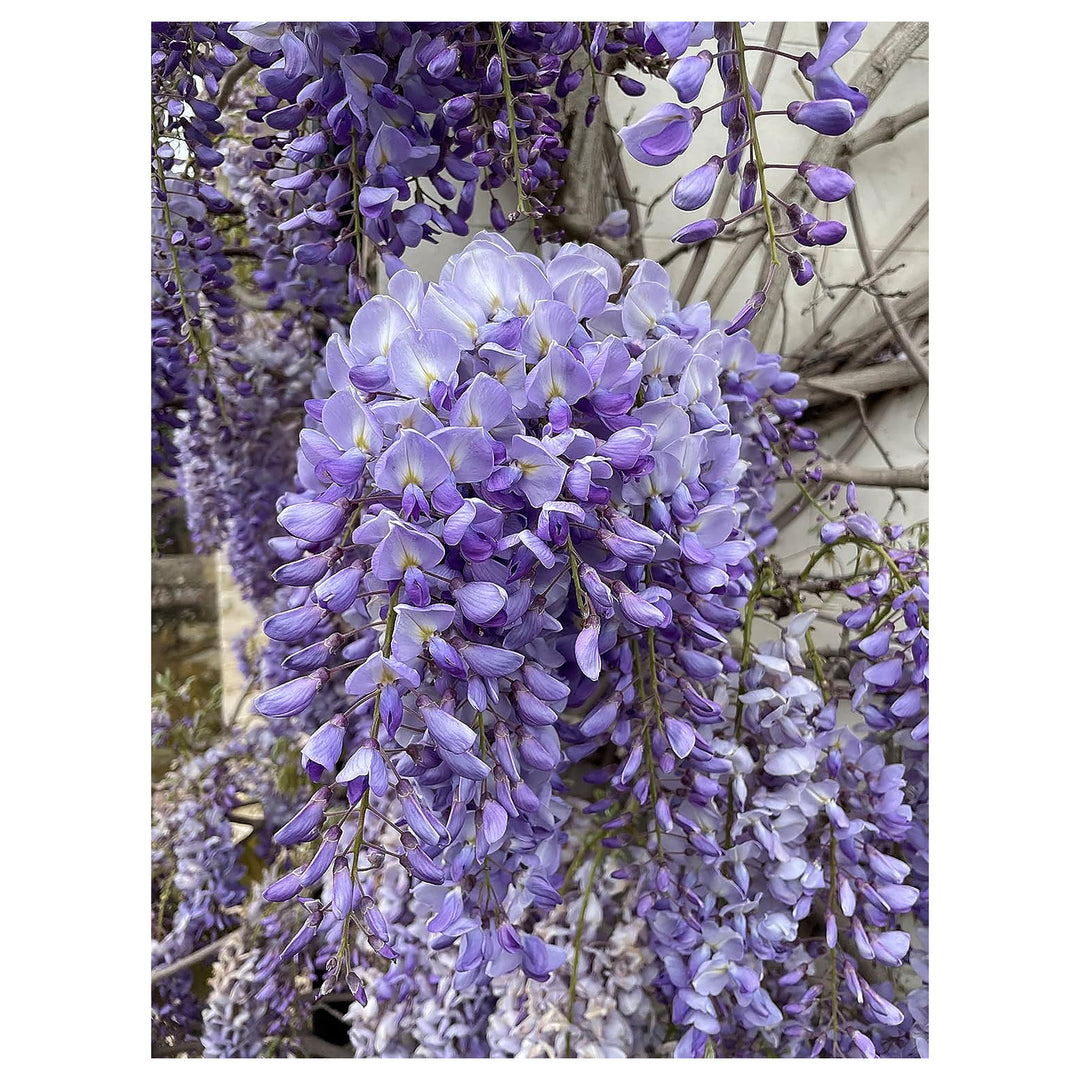 Wisteria Vine Flower Seeds for Planting – Heirloom & Non-GMO Garden Seeds | Neera Seeds product photo [neera-v4-734e7398e232c6c0cd31]