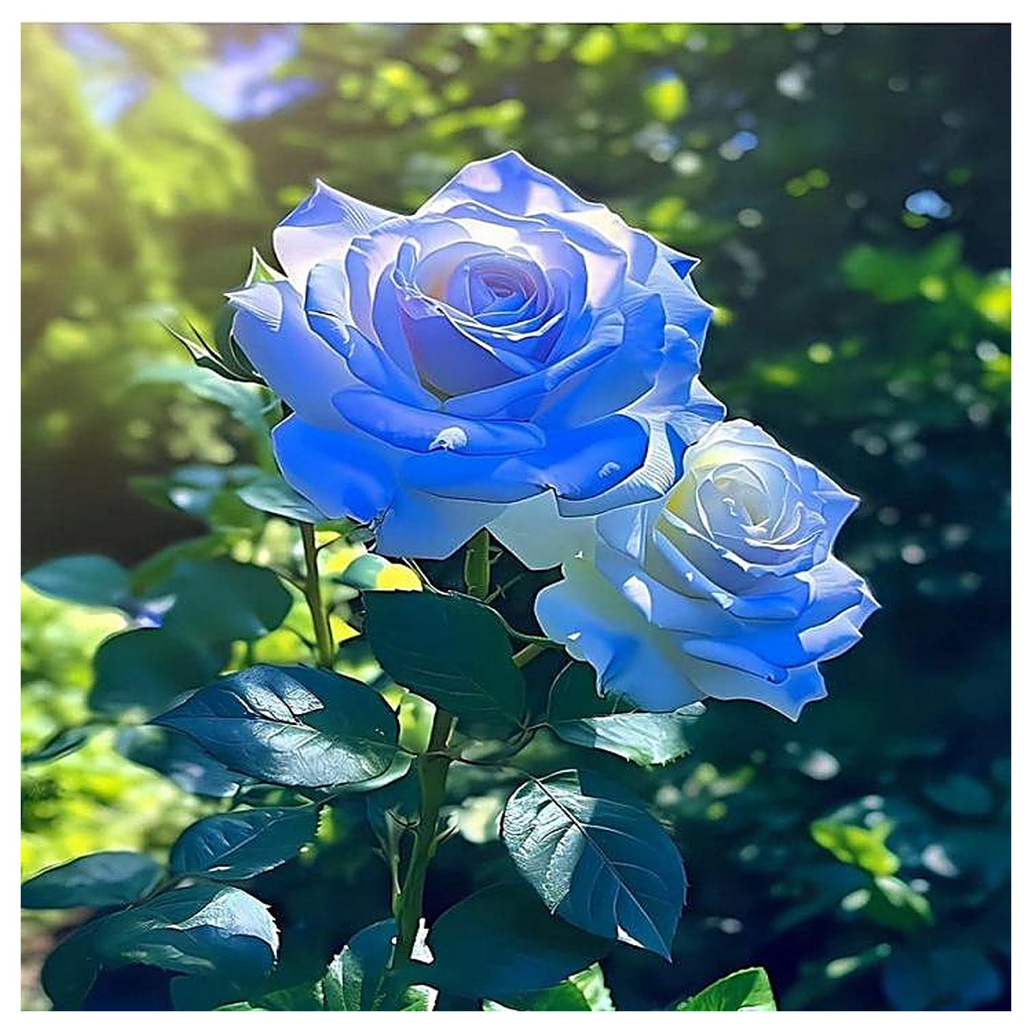 その他 Blue Rose Blue Rose Heirloom Non-GMO Seeds for Garden Planting – Neeraseeds