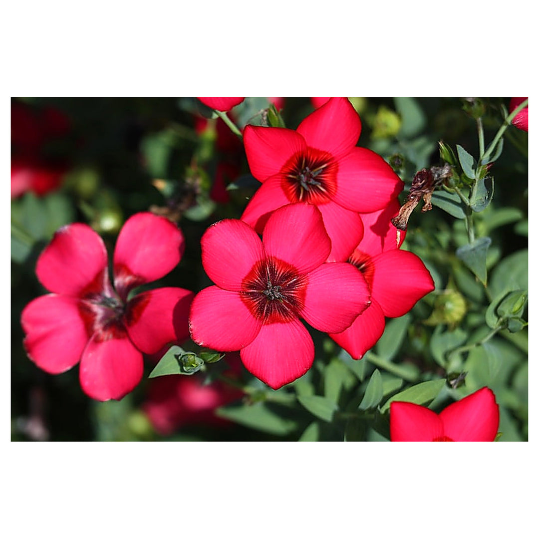 Heirloom Grandiflorum Flower Seeds, Non-GMO Vibrant Blooms for Colorful Garden Planting | Neera Seeds product photo [neera-v4-735fb8acb0b7772856f9]