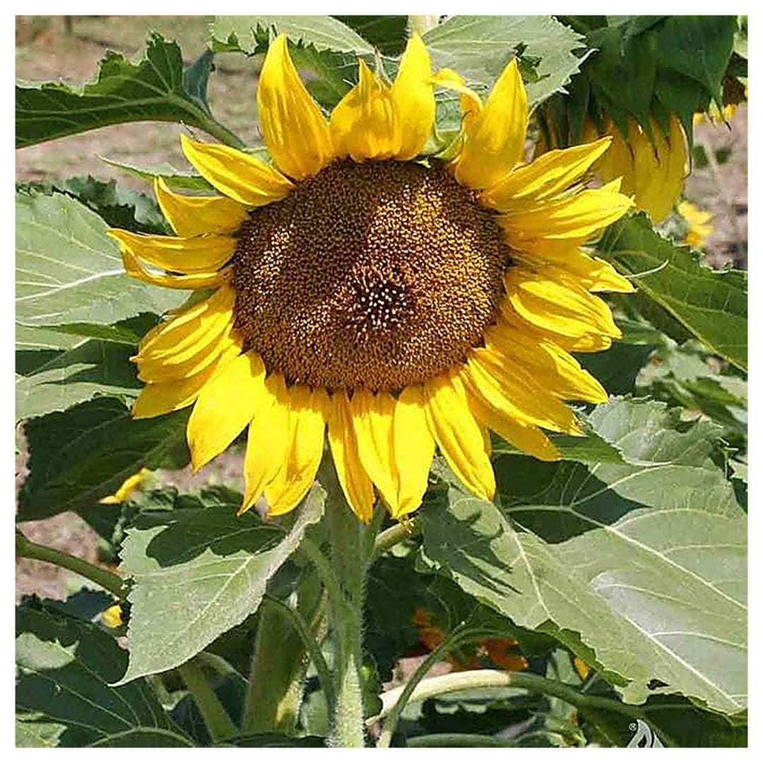 Heirloom Sunflower Zwerg Sunspot For Compact Bright Blooms Flower Seeds for Home Garden Planting, | Neera Seeds product photo [neera-v4-736178b6153ab76824af]