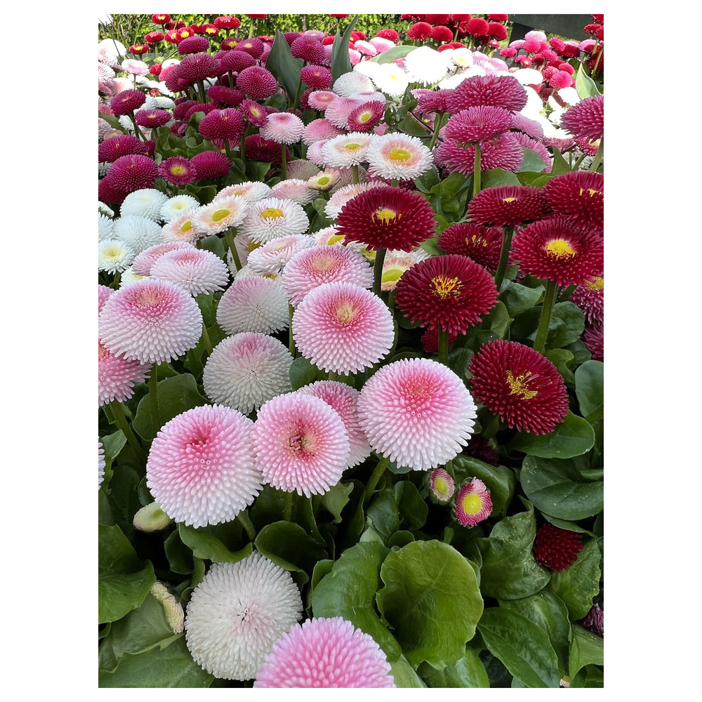 Margarita Roja Flower Seeds for Planting – Bright Red Garden Blooms | Neera Seeds product photo [neera-v4-7366ddb77a8f5881c05b]