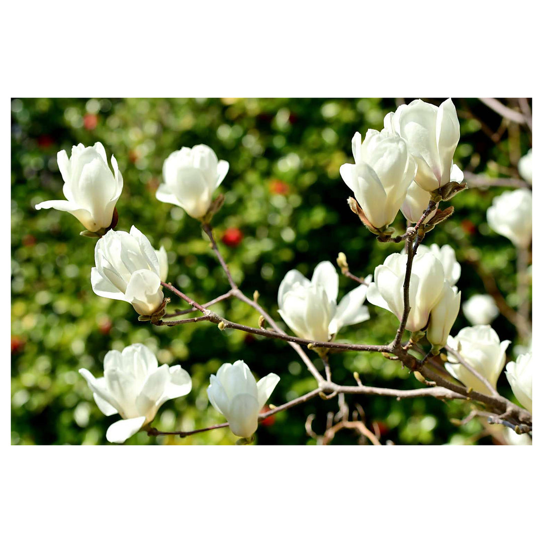 Heirloom Non-GMO Pink White Yulan Flower Seeds – Seeds for Planting | High Germination Organic Garden Seeds | Neera Seeds product photo [neera-v4-73674500b4ecf490e4c7]