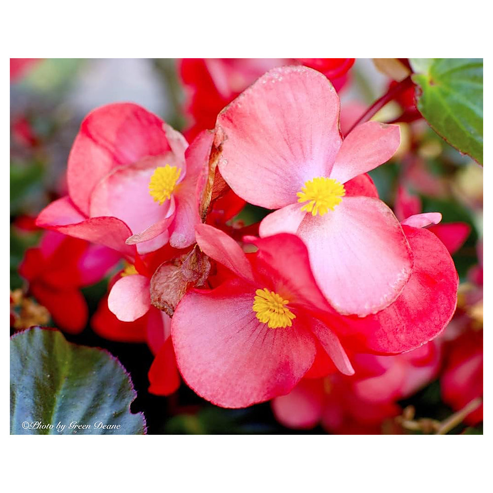 Red White Begonia Flower Seeds – Heirloom, Non-GMO Seeds for Planting Bright Garden Blooms | Neera Seeds product photo [neera-v4-737aea6a0eb1cd961542]