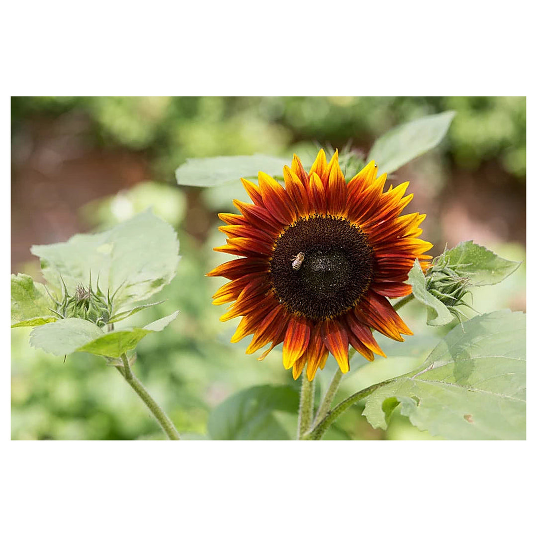 Yellow & Red Sunflower Heirloom Non-GMO Seeds for Planting – High Germination Organic Garden Seeds for Bold Blooms | Neera Seeds product photo [neera-v4-737bfbef054064e92b00]