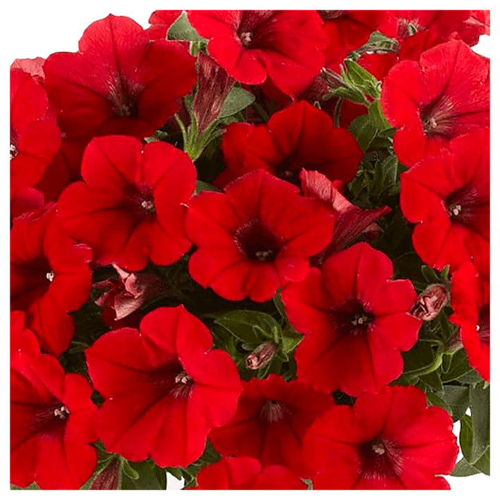 Red Petunia Hanging Flower Seeds for Planting – Heirloom Non-GMO High Germination Organic Garden Seeds for Blooms | Neera Seeds product photo [neera-v4-737ea7f2d5279183c629]