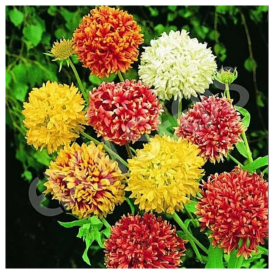 Heirloom Mixed Gaillardia Double Blanket Flower Seeds – Non-GMO, Bright Pollinator-Friendly Flower Seeds | Neera Seeds product photo [neera-v4-739b6c6f87d84b425759]
