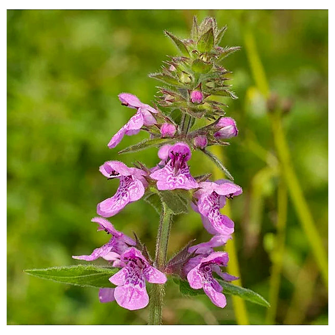 Marsh Woundwort Purple Flower Seeds – Organic, Heirloom, Non-GMO Seeds for Planting | Neera Seeds product photo [neera-v4-73a8a5b8368e44e1972b]