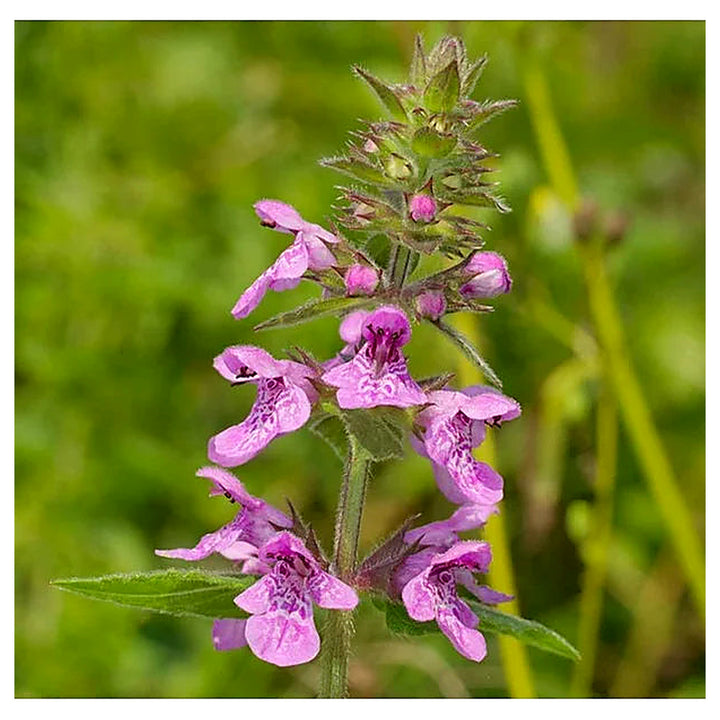 Marsh Woundwort Purple Flower Seeds – Organic, Heirloom, Non-GMO Seeds for Planting | Neera Seeds product photo [neera-v4-73a8a5b8368e44e1972b]