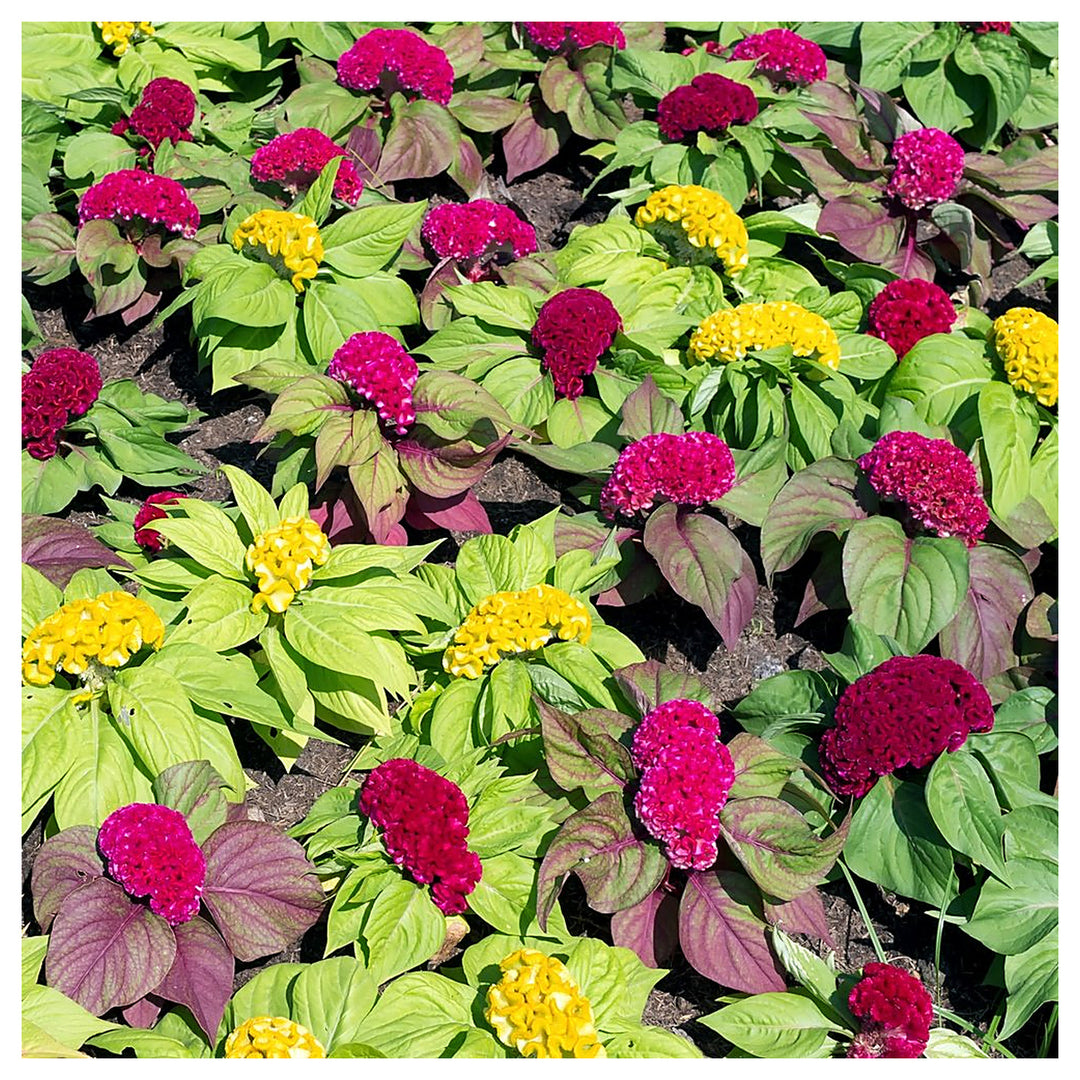 Cockscomb Celosia Semi Misti Cristata For Garden Flower Seeds for Home Garden Planting, Landscape | Neera Seeds product photo [neera-v4-73b1f5d1343b8c0f8ad9]
