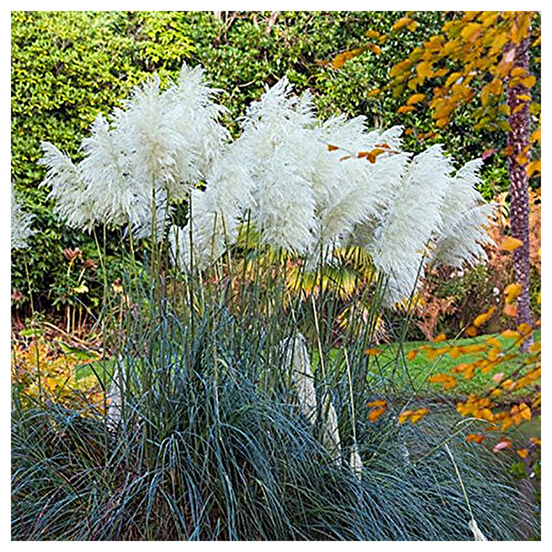 Cortaderia Pampas Grass Flower Seeds – Tall Ornamental Grass for Landscaping, Dried Decor, Non-GMO Seeds | Neera Seeds product photo [neera-v4-73bd5d8505f1c1996599]