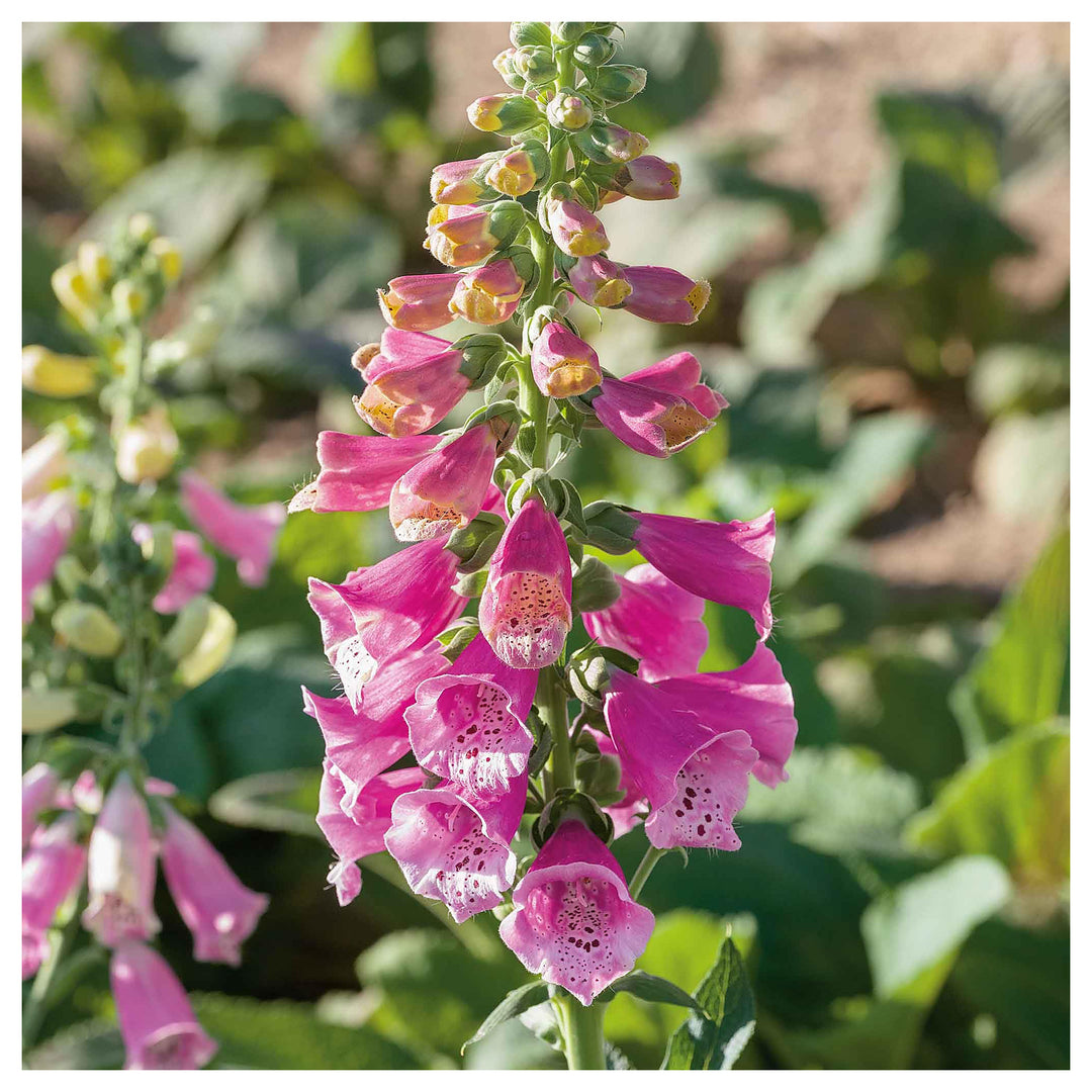 Dwarf Foxglove Foxy Mix Digitalis Planting Flower Bed Flower Seeds Home Garden Planting, | Neera Seeds product photo [neera-v4-73c01235135eea9a2337]