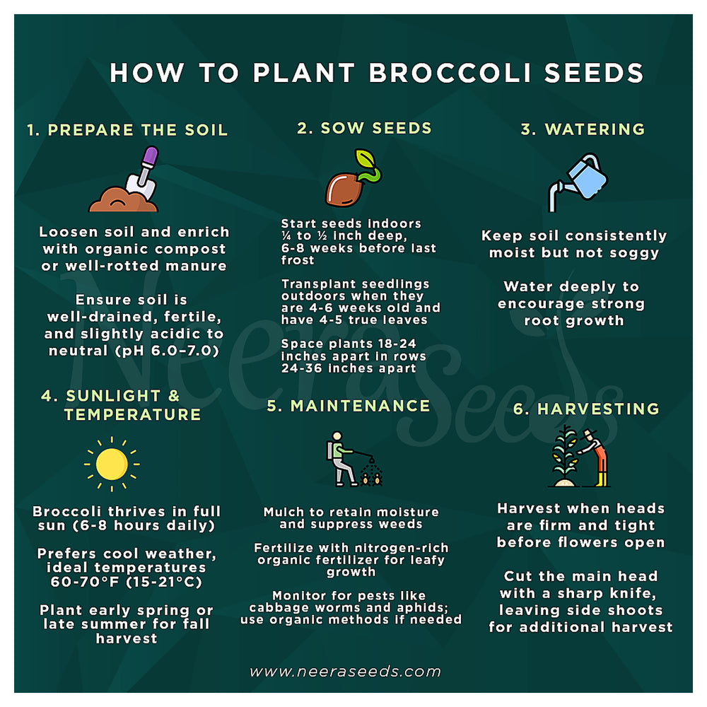 Broccoli Vegetable Seeds for Planting – Heirloom, Non-GMO, High-Yield Seeds for Organic Home Garden & Kitchen Use | Neera Seeds product photo [neera-v4-73c183aec378bd637a2d]