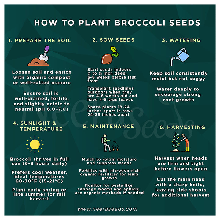 Broccoli Vegetable Seeds for Planting – Heirloom, Non-GMO, High-Yield Seeds for Organic Home Garden &amp; Kitchen Use | Neera Seeds product photo [neera-v4-73c183aec378bd637a2d]