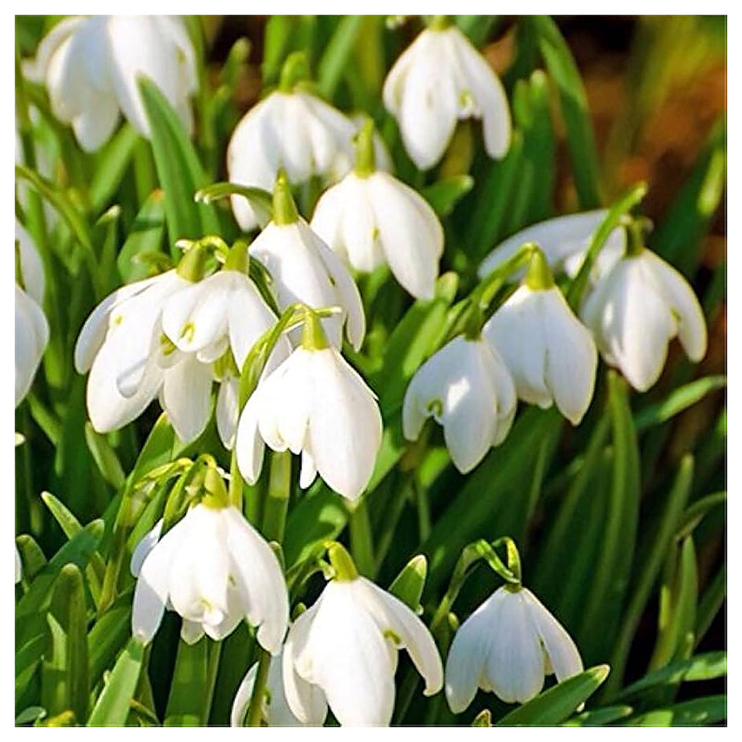 White Galanthus Nivalis Flower Seeds for Planting - Heirloom Non-GMO High Germination Organic Garden Seeds | Neera Seeds product photo [neera-v4-73f936e20dc611a1c066]