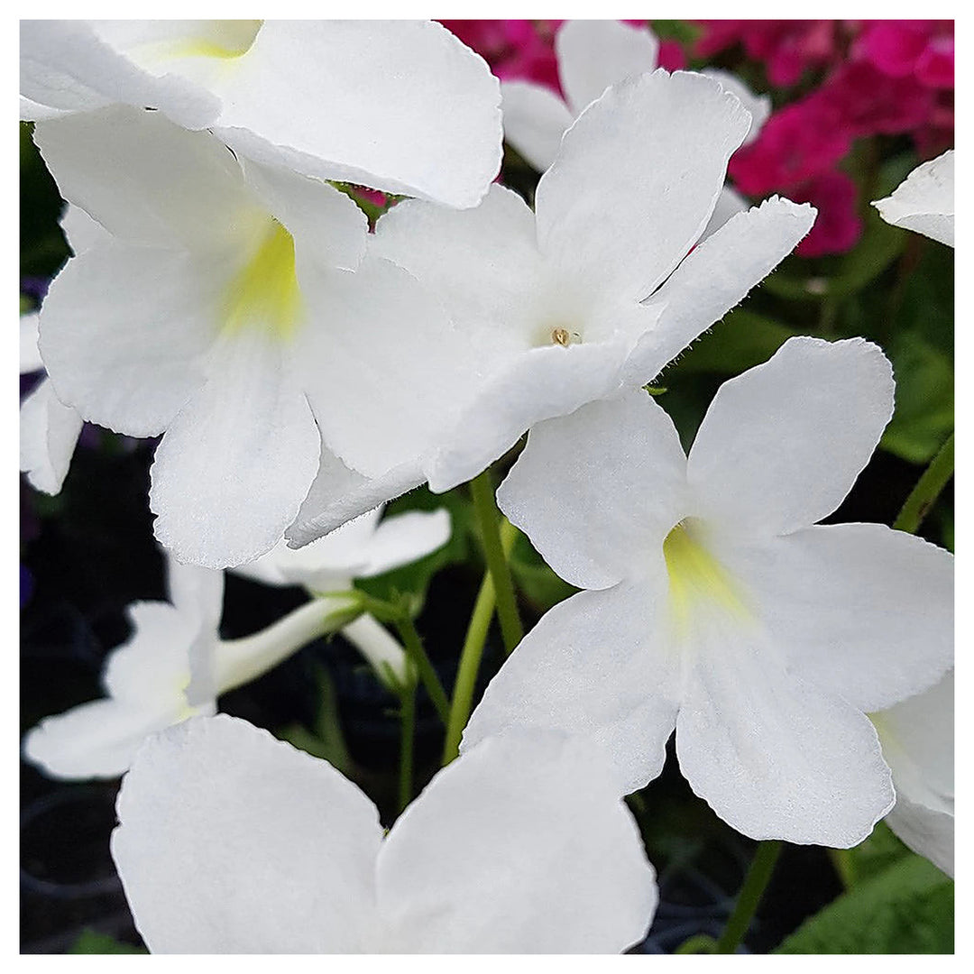 Heirloom Non-GMO Streptocarpus Flower Seeds for Garden Planting – Shade-Loving Vibrant Blooms | Neera Seeds product photo [neera-v4-740c56f218fe5e386ebb]