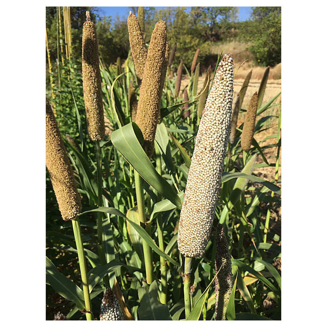 Pearl Millet Indian Blue Seeds for Planting – Heirloom, Non-GMO, High-Yield Millet Seeds for Grain and Fodder | Neera Seeds product photo [neera-v4-7421f17c14f05fd0e13c]