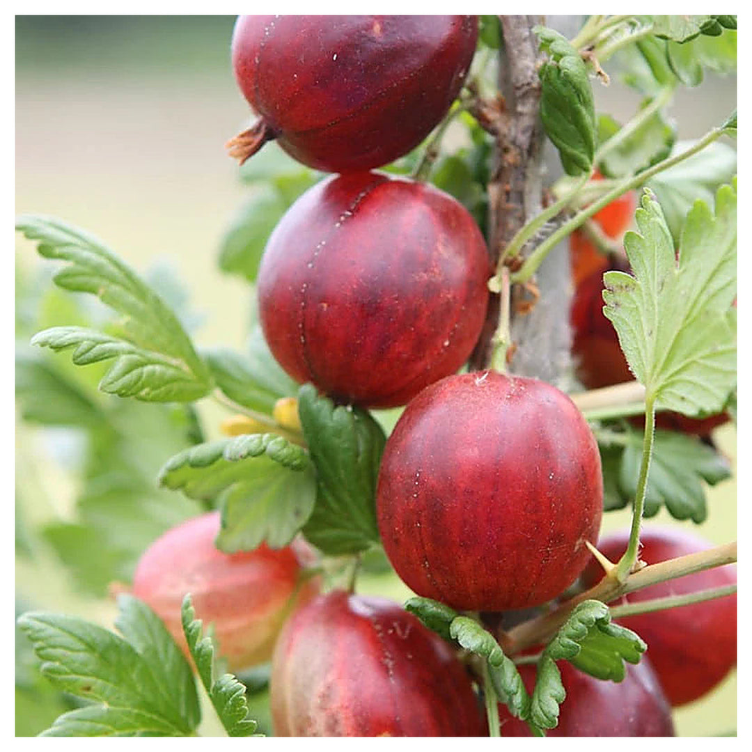 Xenia Red Gooseberry Fruit Seeds for Planting – Hardy Garden Berries, Heirloom &amp; Non-GMO Seeds | Neera Seeds product photo [neera-v4-74220f14922a99620dce]